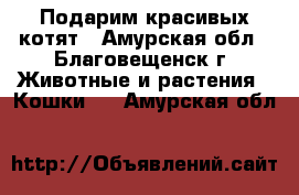 Подарим красивых котят - Амурская обл., Благовещенск г. Животные и растения » Кошки   . Амурская обл.